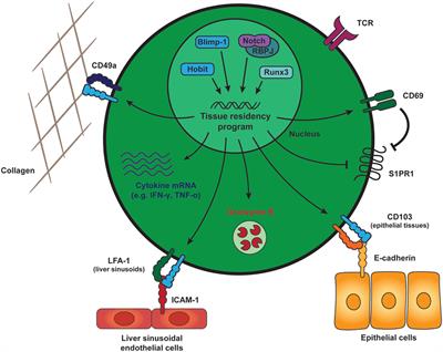 Armed and Ready: Transcriptional Regulation of Tissue-Resident Memory CD8 T Cells